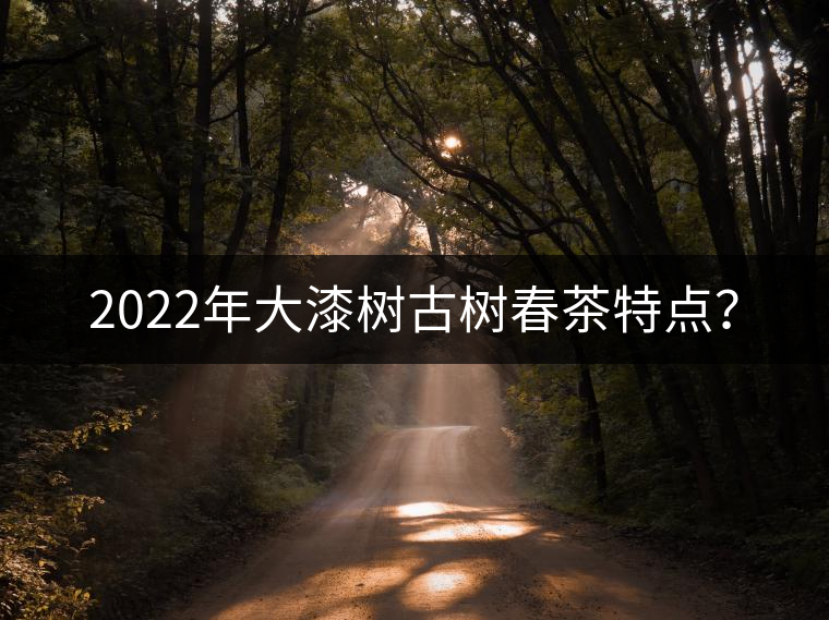 2022年大漆樹古樹春茶特點？