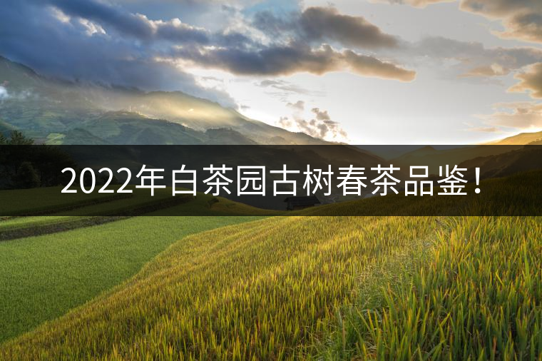 2022年白茶園古樹春茶品鑒！