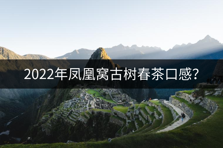 2022年鳳凰窩古樹(shù)春茶口感？