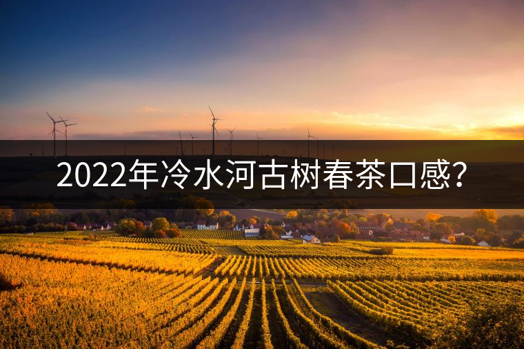 2022年冷水河古樹春茶口感？