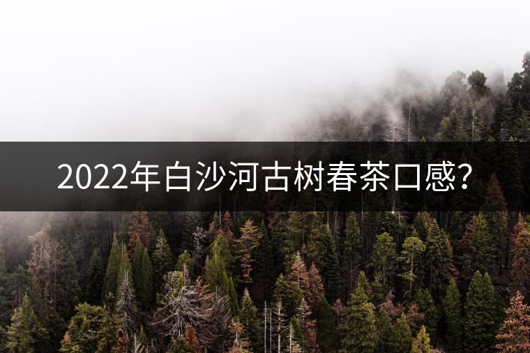 2022年白沙河古樹春茶口感？