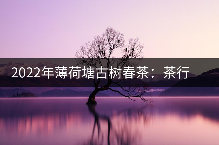2022年薄荷塘古樹(shù)春茶：茶行業(yè)的金字招牌