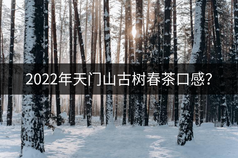 2022年天門(mén)山古樹(shù)春茶口感？