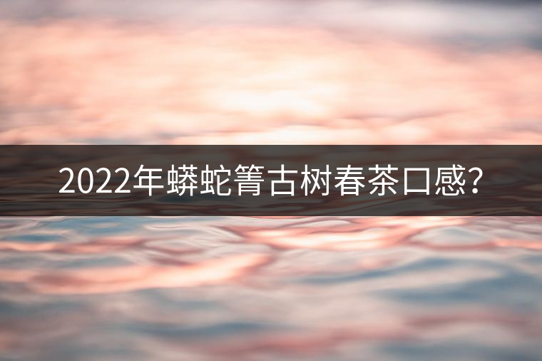 2022年蟒蛇箐古樹春茶口感？