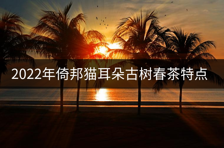 2022年倚邦貓耳朵古樹春茶特點？