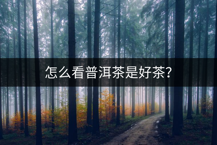 怎么看普洱茶是好茶？