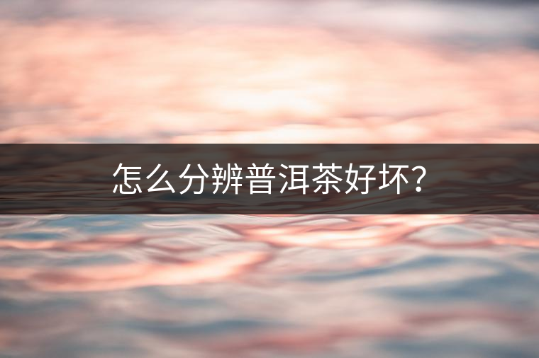 怎么分辨普洱茶好壞？