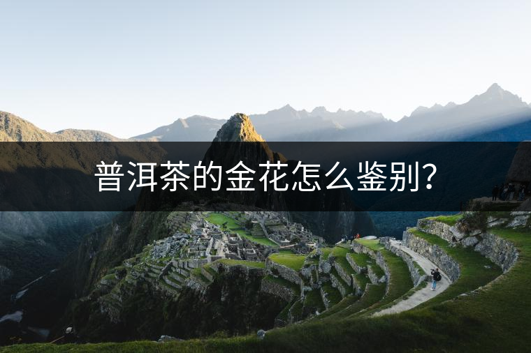 普洱茶的金花怎么鑒別？