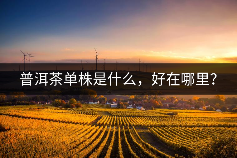普洱茶單株是什么，好在哪里？
