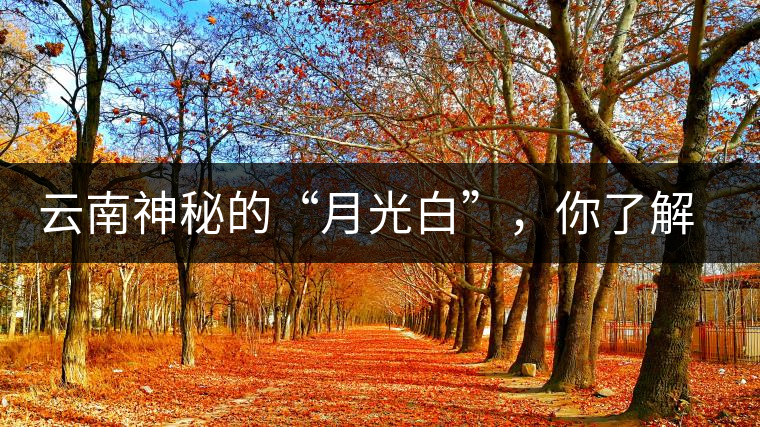 云南神秘的“月光白”，你了解多少？