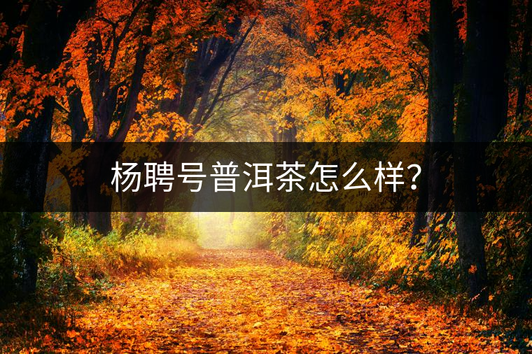 楊聘號普洱茶怎么樣？