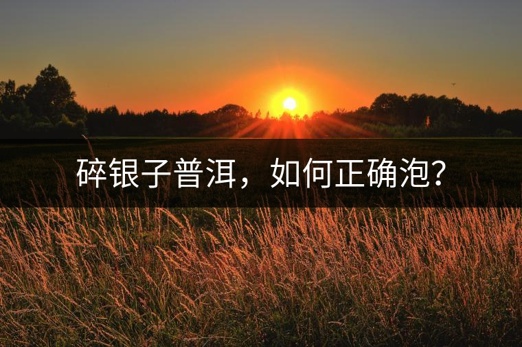 碎銀子普洱，如何正確泡？