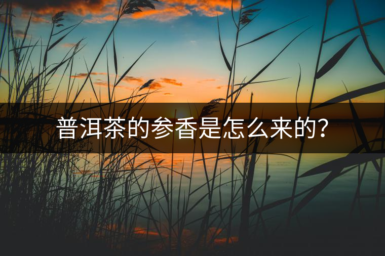 普洱茶的參香是怎么來的？