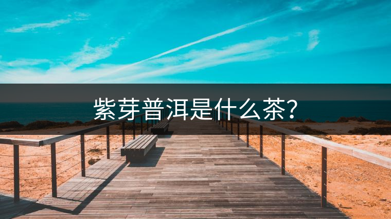 紫芽普洱是什么茶？