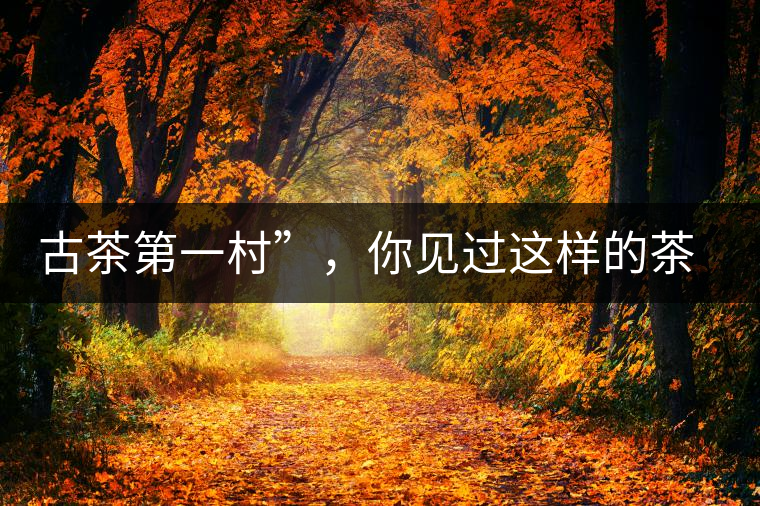 古茶第一村”，你見過這樣的茶樹嗎？