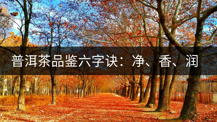 普洱茶品鑒六字訣：凈、香、潤、厚、甘、甜，帶你體驗普洱的魅力