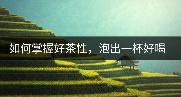 如何掌握好茶性，泡出一杯好喝的普洱熟茶？