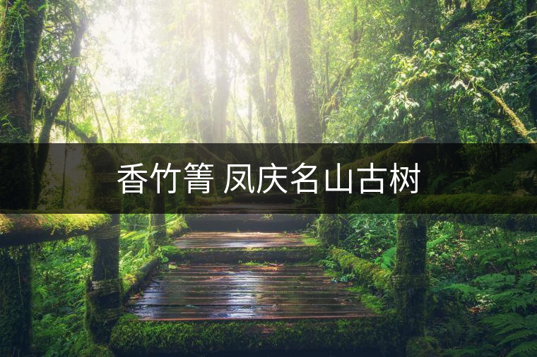 香竹箐 鳳慶名山古樹 香竹箐 鳳慶名山古樹