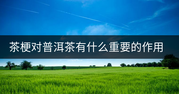茶梗對(duì)普洱茶有什么重要的作用?丨知識(shí) 茶梗對(duì)普洱茶有什么重要的作用?丨知識(shí)