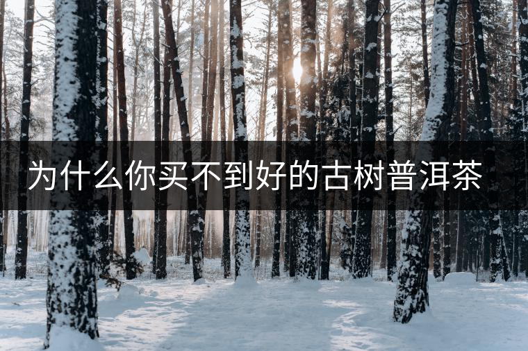 為什么你買(mǎi)不到好的古樹(shù)普洱茶？買(mǎi)茶防坑指南，看完就有收獲！