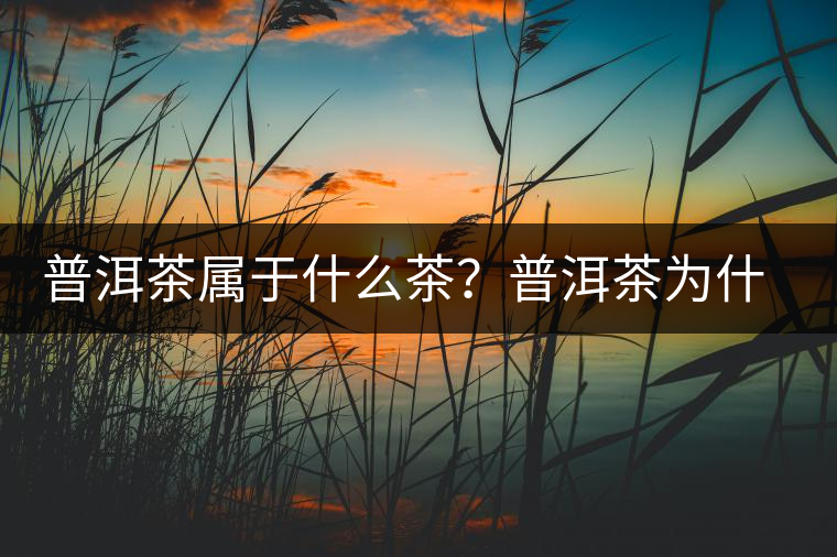 普洱茶屬于什么茶？普洱茶為什么會越陳越香？