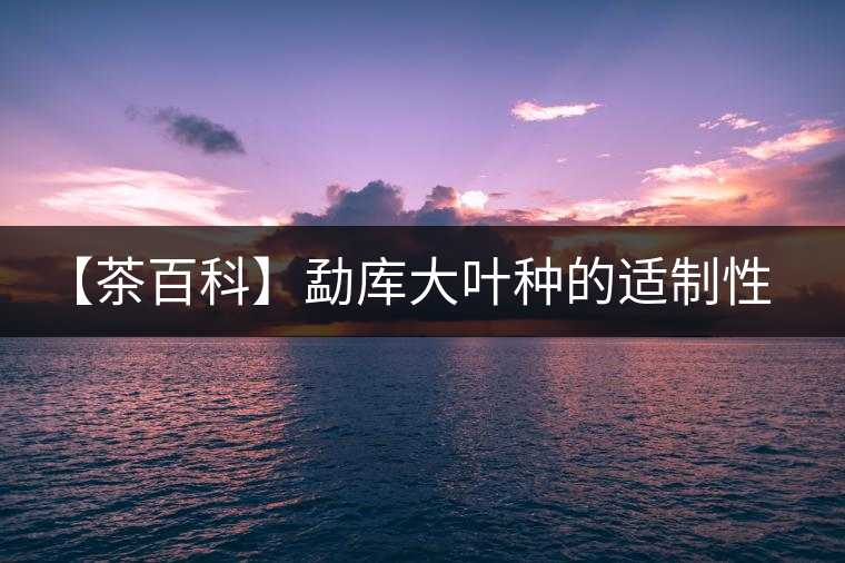【茶百科】勐庫大葉種的適制性。
