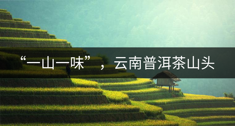“一山一味”，云南普洱茶山頭茶的真實(shí)意義！