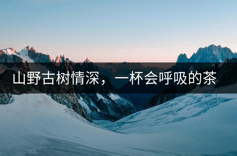 山野古樹情深，一杯會呼吸的茶滋味