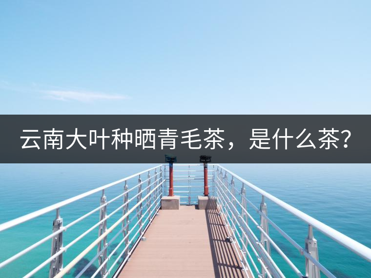 云南大葉種曬青毛茶，是什么茶？