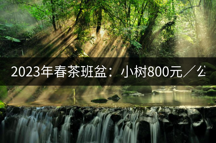 2023年春茶班盆：小樹800元／公斤，古樹1600-2200元／公斤