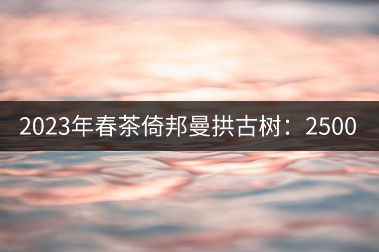 2023年春茶倚邦曼拱古樹：2500-3000元／公斤，貓耳朵6000元／公斤