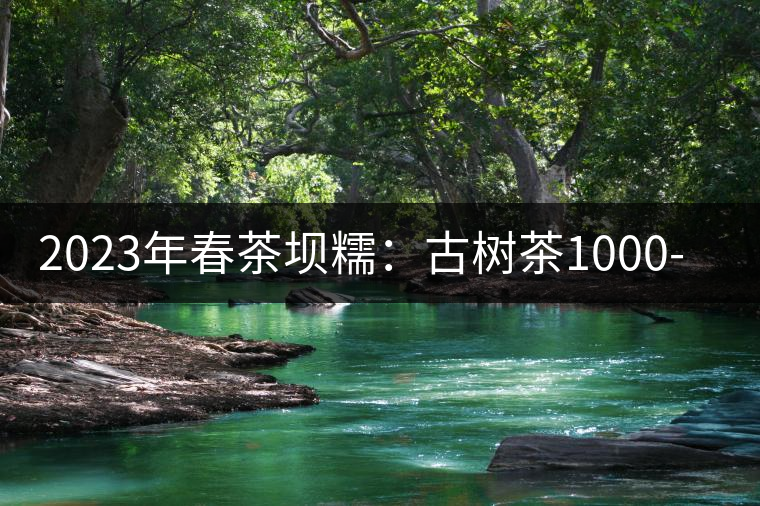 2023年春茶壩糯:古樹(shù)茶1000-1500元/公斤 2023年春茶壩糯:古樹(shù)茶1000-1500元/公斤