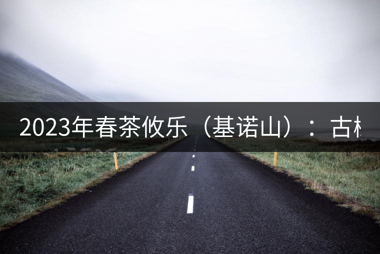 2023年春茶攸樂(lè)（基諾山）：古樹(shù)1200元／公斤，喬木：400-500元／公斤
