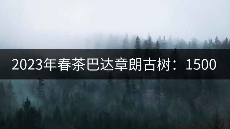 2023年春茶巴達章朗古樹：1500-1600元／公斤，喬木250元／公斤