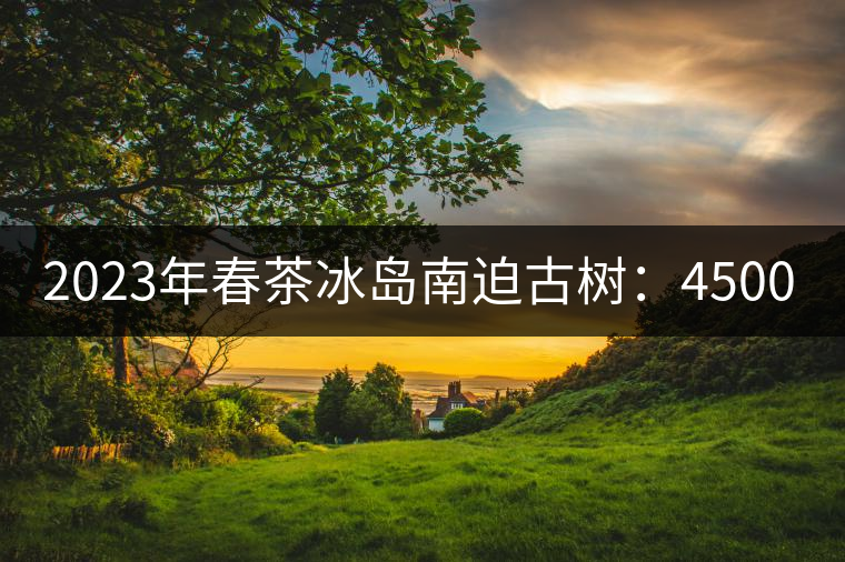 2023年春茶冰島南迫古樹:4500~4800元/公斤 2023年春茶冰島南迫古樹:4500~4800元/公斤