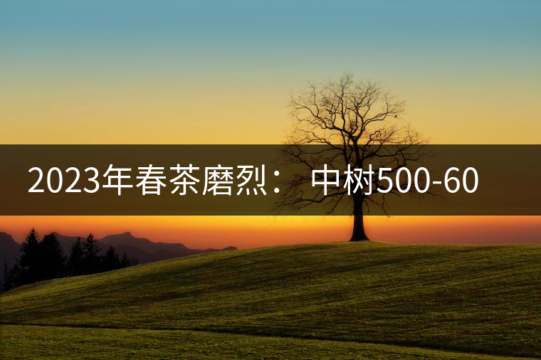 2023年春茶磨烈： 中樹500-600元／公斤，古樹混采：2200-2600元／公斤