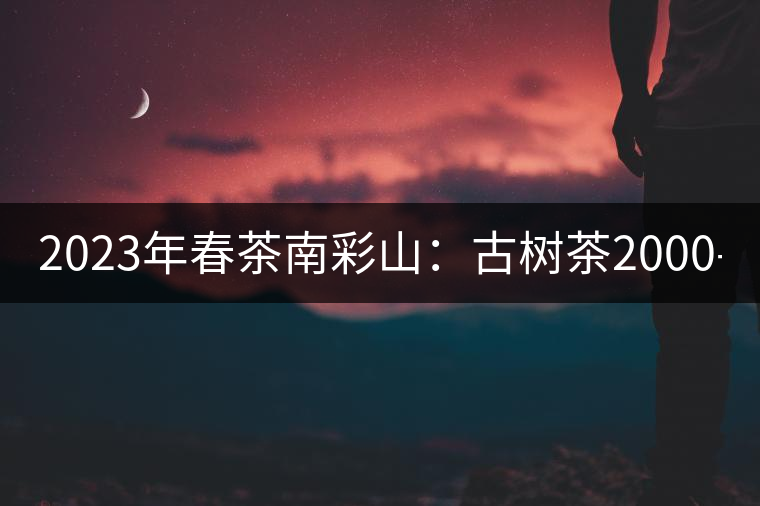 2023年春茶南彩山：古樹茶2000-2200元／公斤，大樹混采1200-1500元／公斤。