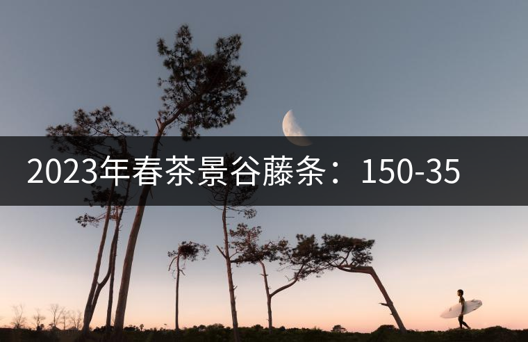 2023年春茶景谷藤條:150-350元/公斤 2023年春茶景谷藤條:150-350元/公斤
