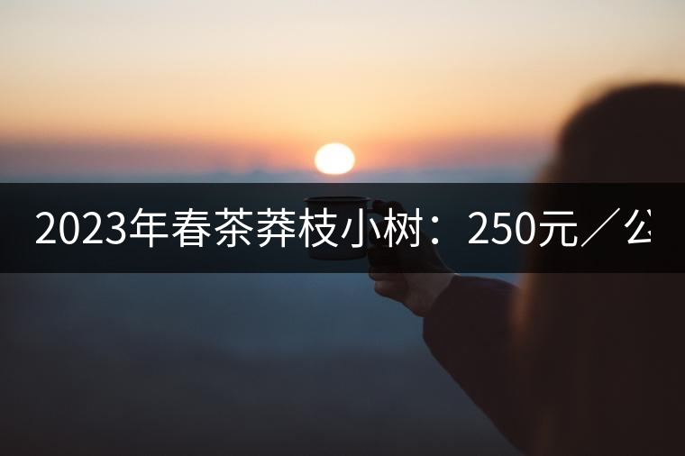 2023年春茶莽枝小樹：250元／公斤， 古樹：1000-1200元／公斤