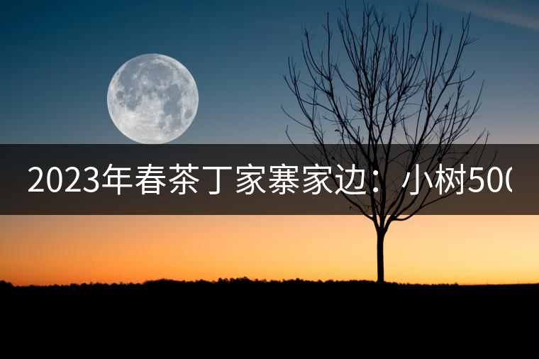 2023年春茶丁家寨家邊：小樹(shù)500元／公斤，古樹(shù)1500-1600元／公斤