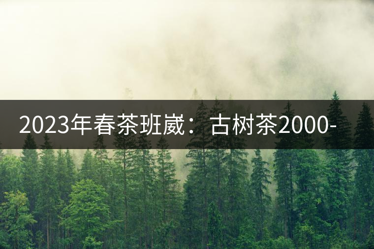 2023年春茶班崴:古樹(shù)茶2000-2500元/公斤 2023年春茶班崴:古樹(shù)茶2000-2500元/公斤