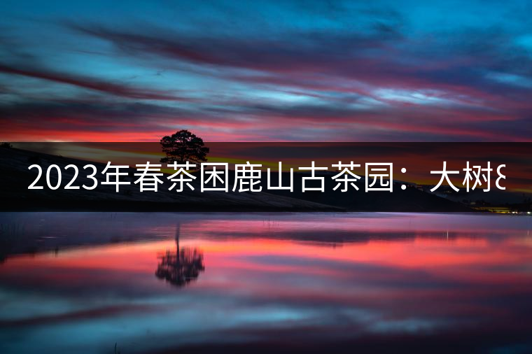 2023年春茶困鹿山古茶園：大樹8000-12000元／公斤，周邊小樹200-300元／公斤