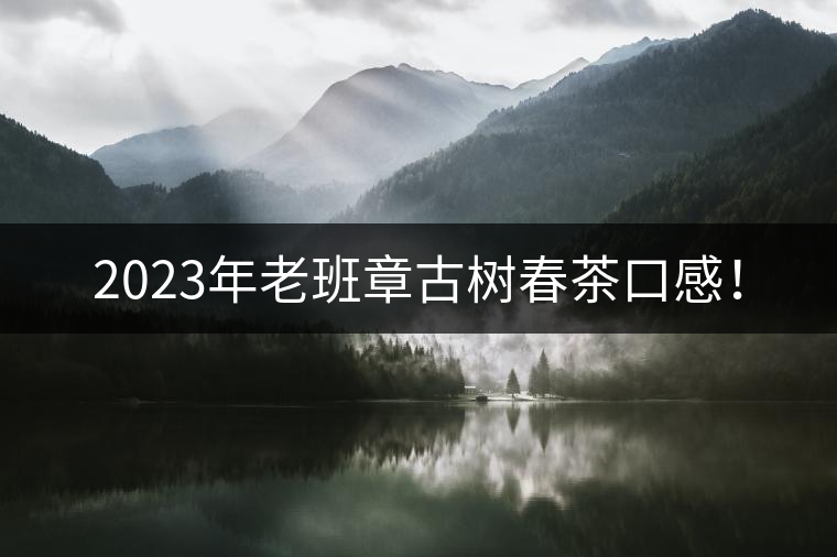 2023年老班章古樹春茶口感！