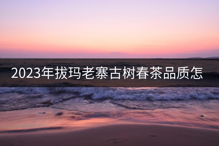 2023年拔瑪老寨古樹春茶品質(zhì)怎么樣？