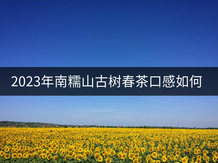 2023年南糯山古樹春茶口感如何？