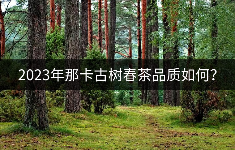 2023年那卡古樹(shù)春茶品質(zhì)如何？