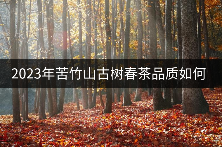 2023年苦竹山古樹春茶品質(zhì)如何？