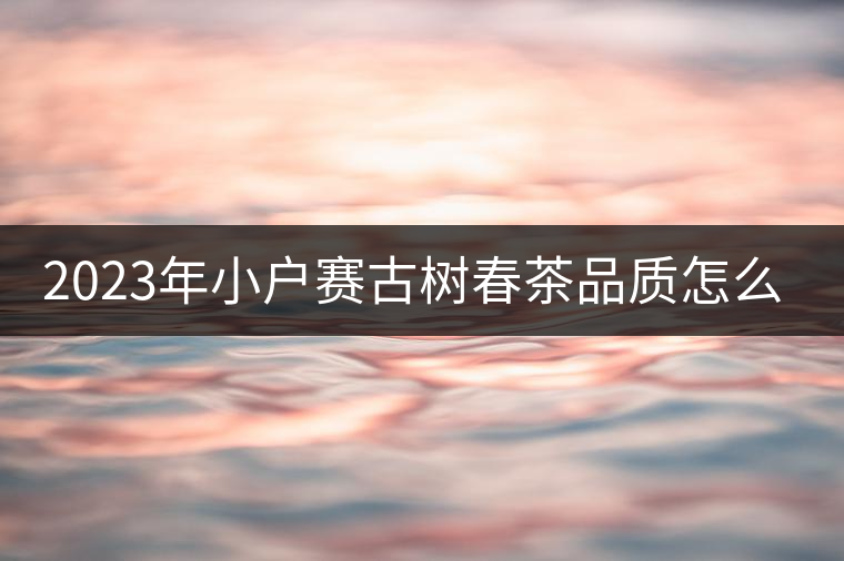 2023年小戶賽古樹春茶品質(zhì)怎么樣？