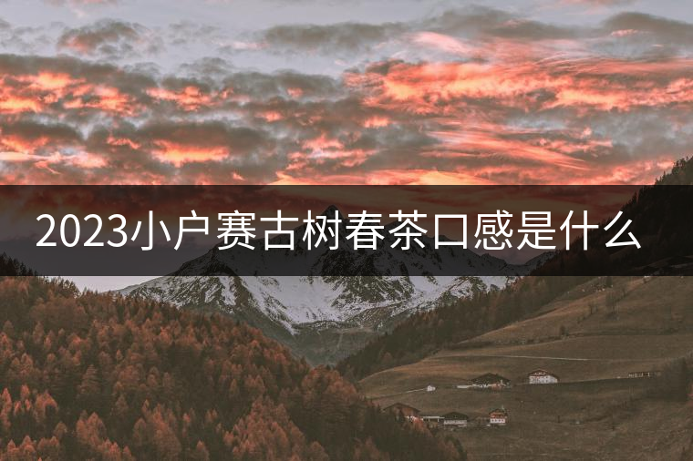 2023小戶賽古樹春茶口感是什么？