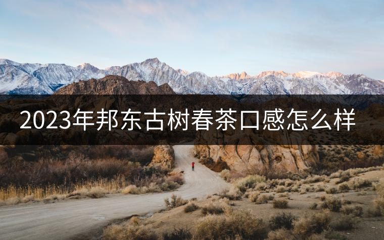 2023年邦東古樹春茶口感怎么樣？